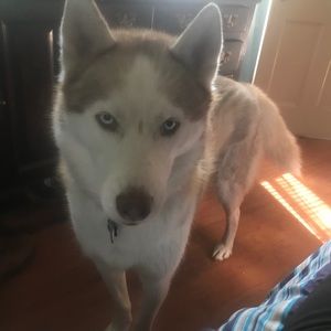 Meet your Posher, Allan